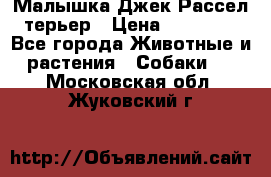 Малышка Джек Рассел терьер › Цена ­ 40 000 - Все города Животные и растения » Собаки   . Московская обл.,Жуковский г.